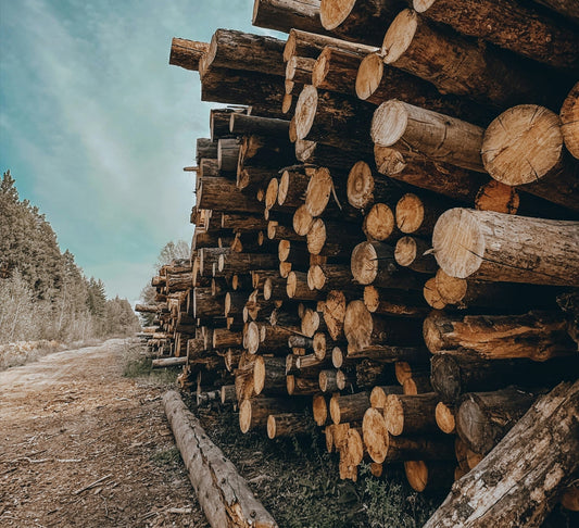 Unlocking the Secrets of Peruvian Cedar Wood: A Guide to Distinguishing Excellence